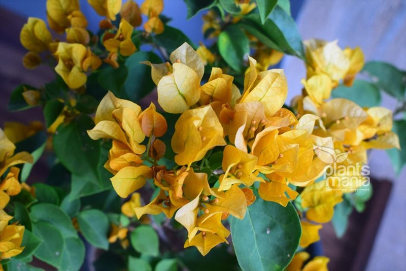 Urban Plants™ flower plants Monalisa yellow bougainvillea Monalisa yellow bougainvillea-Urban Plants