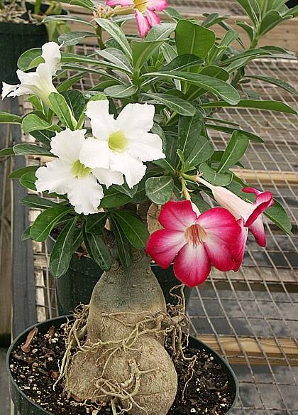 Urban Plants™ flower plants Multi Grafted Adenium plants (10 inch pot) Multi Grafted Adenium plants (10 inch pot)-Urban Plants