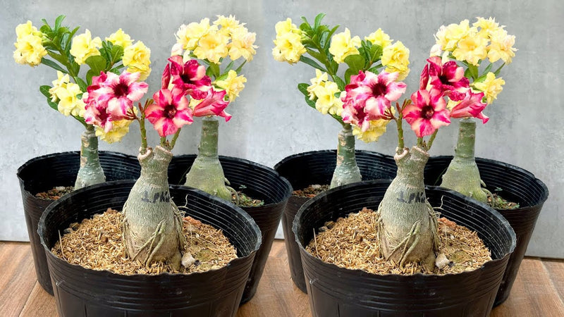 Urban Plants™ flower plants Multi Grafted Adenium plants (10 inch pot) Multi Grafted Adenium plants (10 inch pot)-Urban Plants