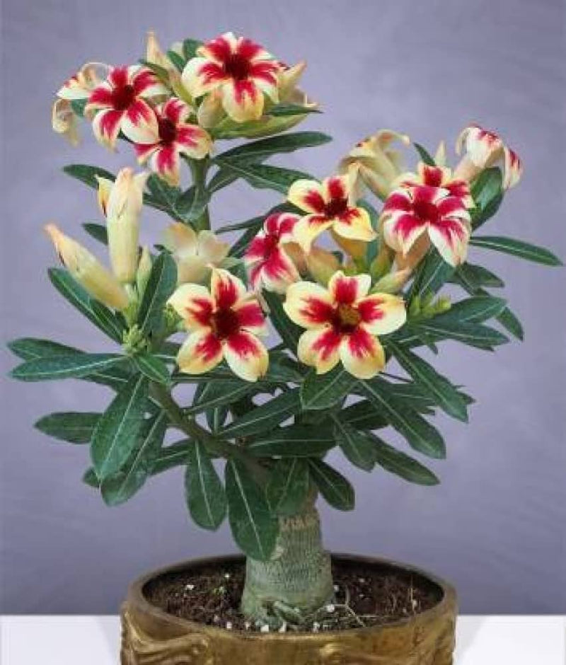 Urban Plants™ flower plants Multi Grafted Adenium plants (10 inch pot) Multi Grafted Adenium plants (10 inch pot)-Urban Plants