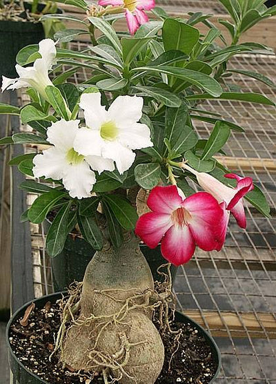 Urban Plants™ flower plants Multi Grafted Adenium plants( 8 inch pot) Multi Grafted Adenium plants( 8 inch pot)-Urban Plants