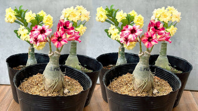 Urban Plants™ flower plants Multi Grafted Adenium plants in 6 inch pot Multi Grafted Adenium plants( 6 inch pot)-Urban Plants