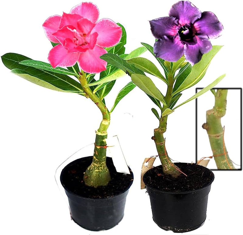 Urban Plants™ flower plants Multi Petal Grafted Adenium Multi Petal Grafted Adenium-Urban Plants