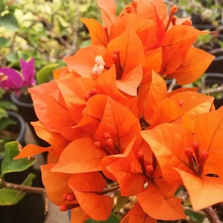 Urban Plants™ flower plants Orange glow bougainvillea Orange glow bougainvillea-Urban Plants