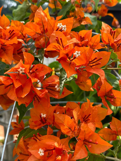 Urban Plants™ flower plants Orange Tanglong Bougainvillea Orange Tanglong Bougainvillea-Urban Plants