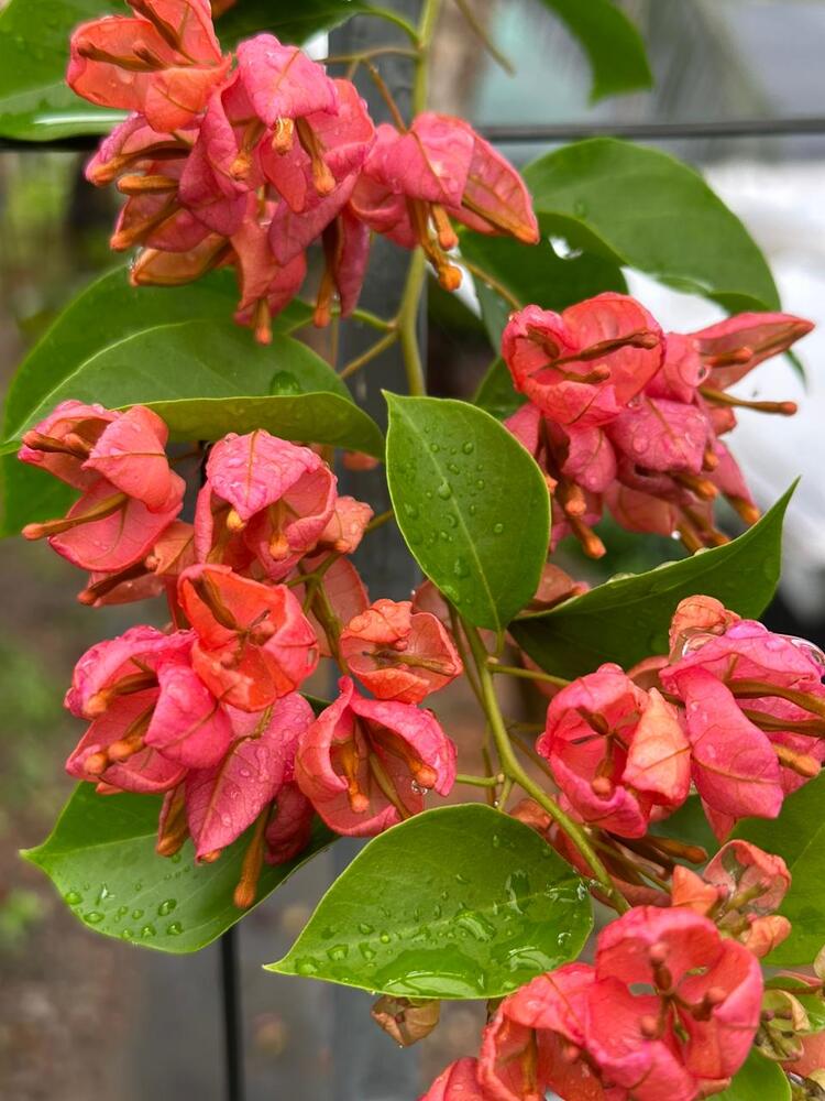 Urban Plants™ flower plants Orange Tanglong Bougainvillea Orange Tanglong Bougainvillea-Urban Plants