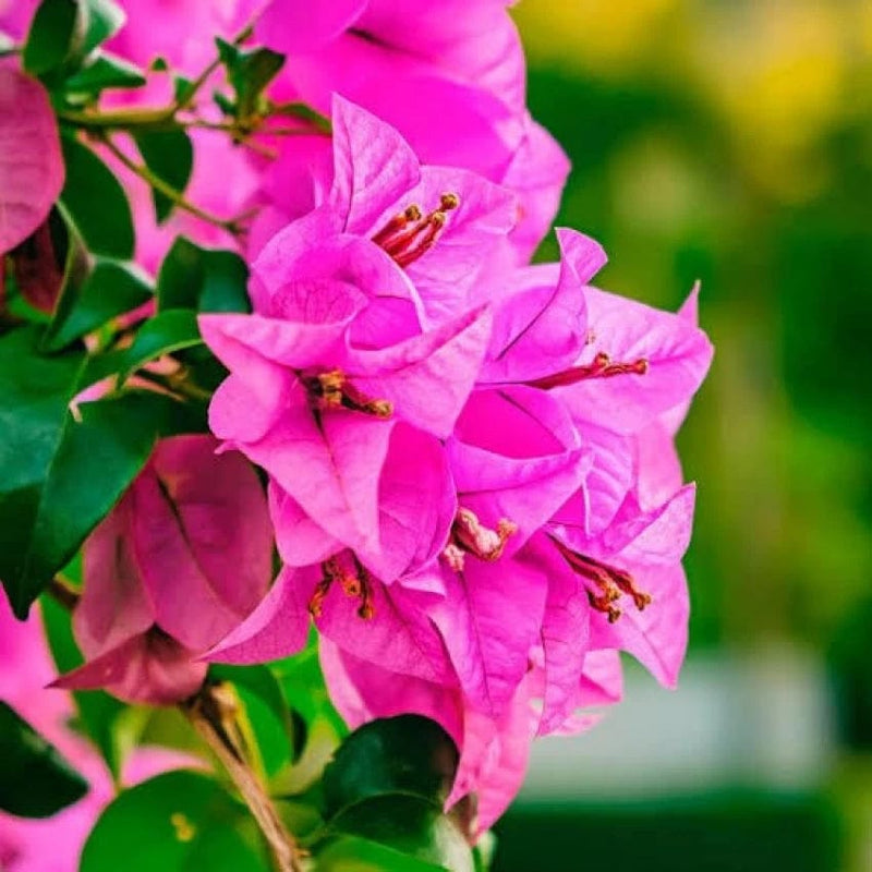 Urban Plants™ flower plants Purple Tanglong Bougainvillea Purple Tanglong Bougainvillea-Urban Plants