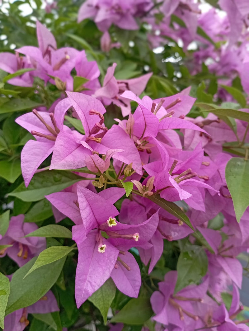 Urban Plants™ flower plants Purple Tanglong Bougainvillea Purple Tanglong Bougainvillea-Urban Plants