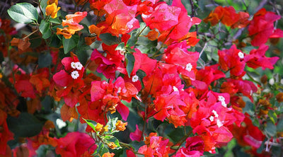Urban Plants™ flower plants Red wonder bougainvillea Red wonder bougainvillea-Urban Plants