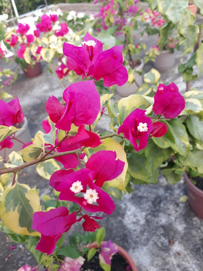 Urban Plants™ flower plants Red wonder bougainvillea Red wonder bougainvillea-Urban Plants