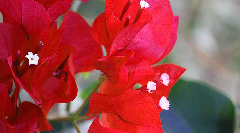 Urban Plants™ flower plants Red wonder bougainvillea Red wonder bougainvillea-Urban Plants