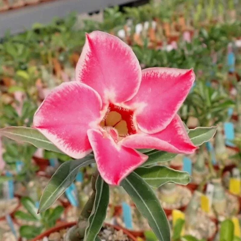 Urban Plants™ flower plants Rosy Variety Grafted Adenium Rosy Variety Grafted Adenium-Urban Plants