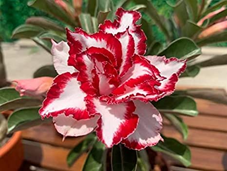 Urban Plants™ flower plants Rosy Variety Grafted Adenium Rosy Variety Grafted Adenium-Urban Plants