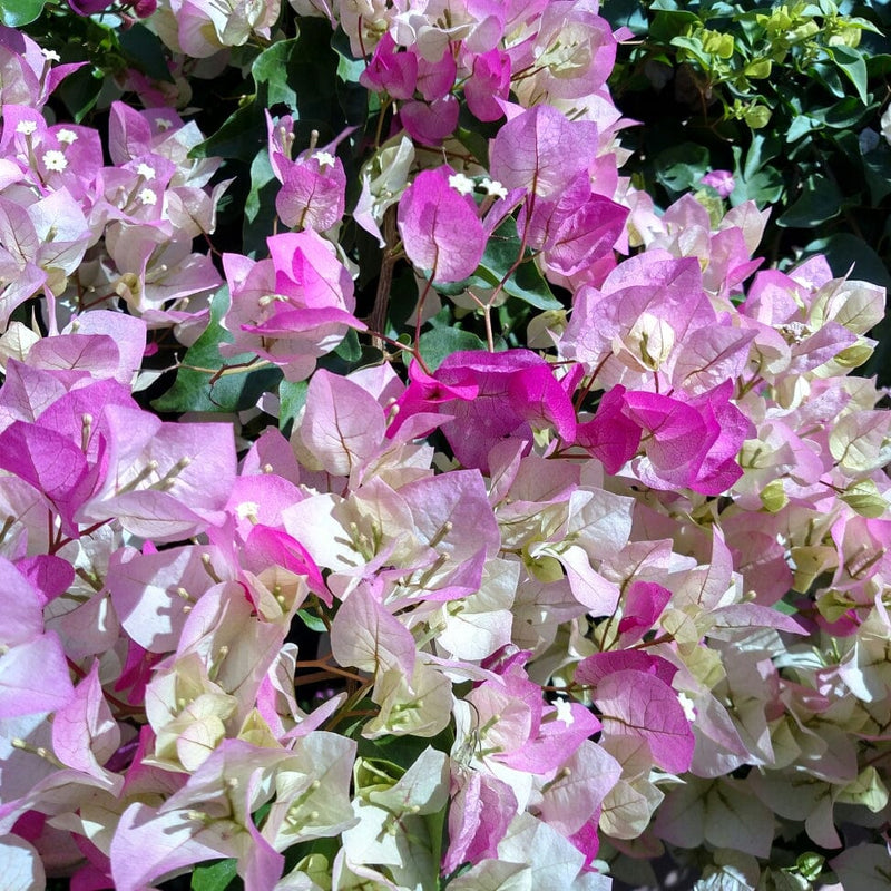 Urban Plants™ flower plants Silver delight Bougainvillea Silver delight Bougainvillea-Urban Plants