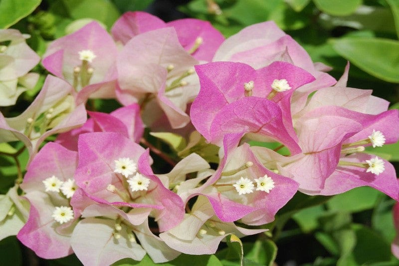 Urban Plants™ flower plants Silver delight Bougainvillea Silver delight Bougainvillea-Urban Plants