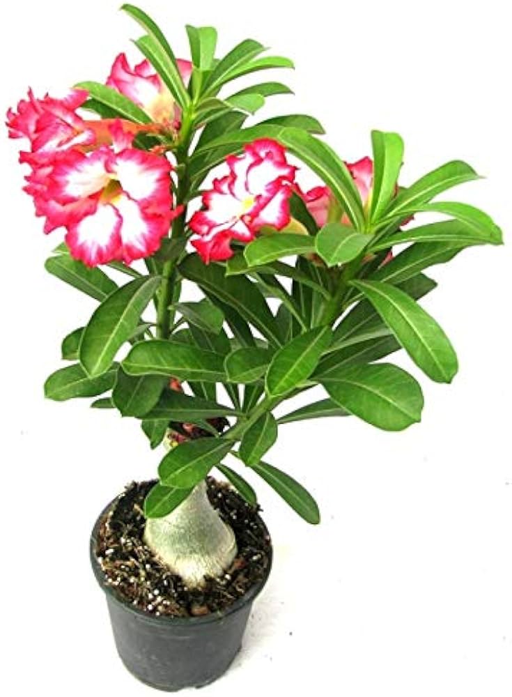 Urban Plants™ flower plants Single Petal Grafted Adenium Single Petal Grafted Adenium-Urban Plants