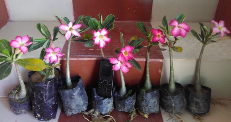 Urban Plants™ flower plants Single Petal Grafted Adenium Single Petal Grafted Adenium-Urban Plants