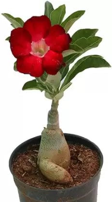 Urban Plants™ flower plants Single Petal Grafted Adenium Single Petal Grafted Adenium-Urban Plants