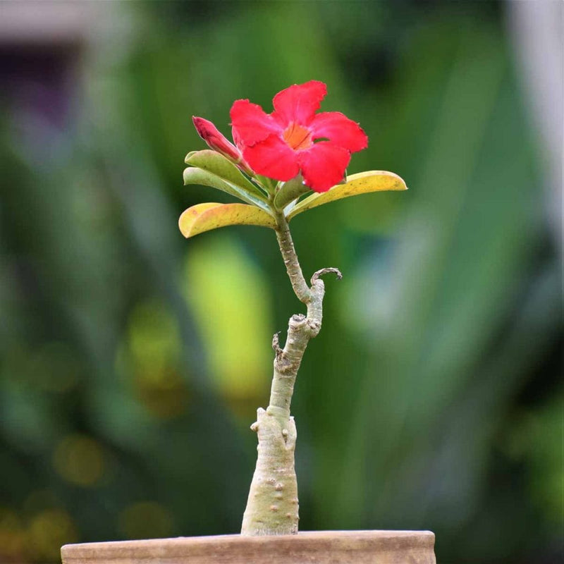 Urban Plants™ flower plants Small Grafted Adenium – 8 inch size Small Grafted Adenium ( 8 inch size)-Urban Plants