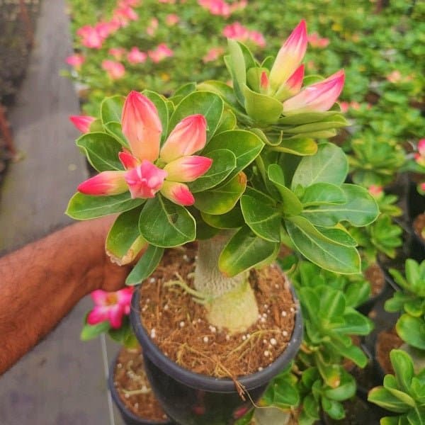 Urban Plants™ flower plants Small Grafted Obesum Adenium (8 inch size) Small Grafted Obesum Adenium (8 inch size)-Urban Plants