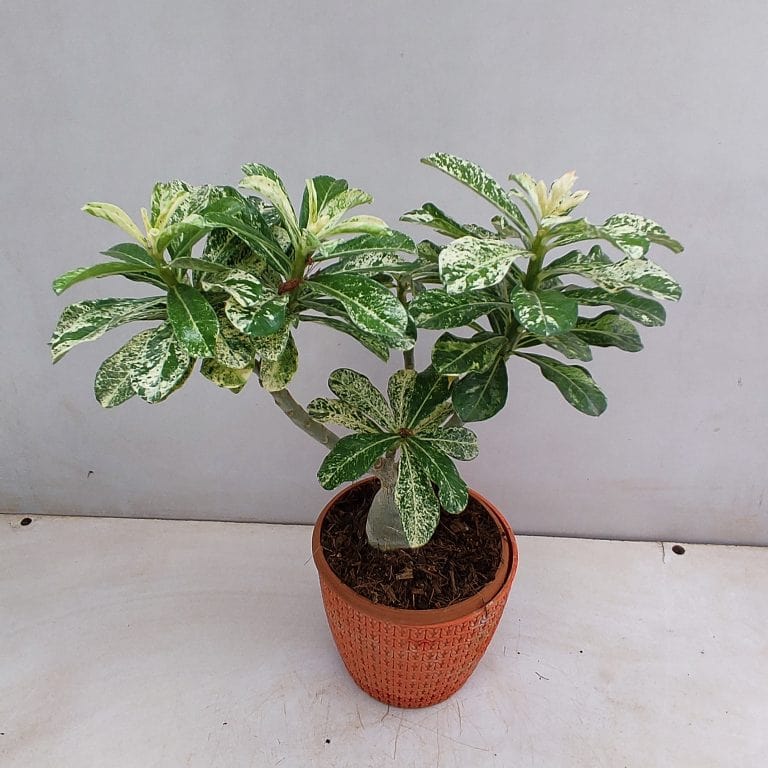 Urban Plants™ flower plants Variegated Grafted Adenium Variegated Grafted Adenium-Urban Plants