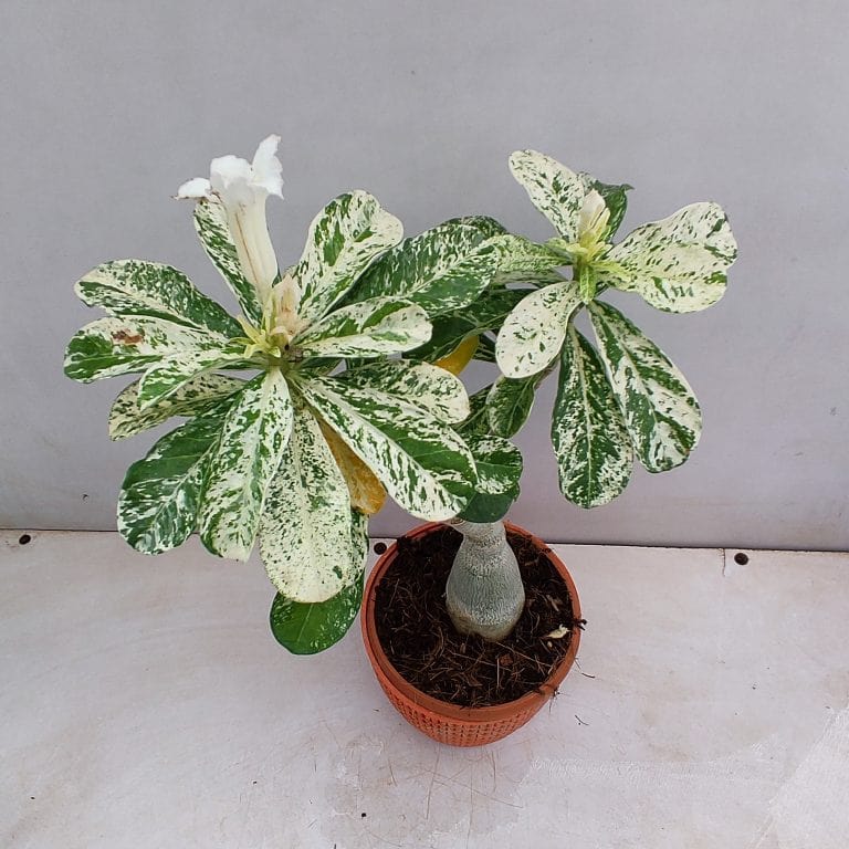 Urban Plants™ flower plants Variegated Grafted Adenium Variegated Grafted Adenium-Urban Plants