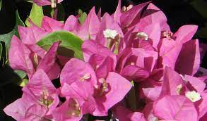 Urban Plants™ flower plants Vera pink bougainvillea Vera pink bougainvillea-Urban Plants