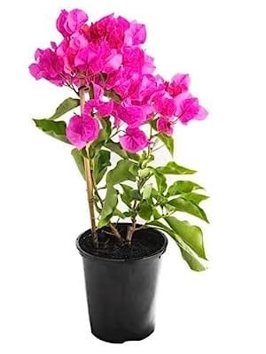 Urban Plants™ flower plants Vera pink bougainvillea Vera pink bougainvillea-Urban Plants