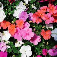 Urban Plants™ flowers bulbs 1 bulb Impatiens plant Impatiens plant-Urban Plants