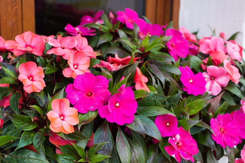 Urban Plants™ flowers bulbs 1 bulb Impatiens plant Impatiens plant-Urban Plants