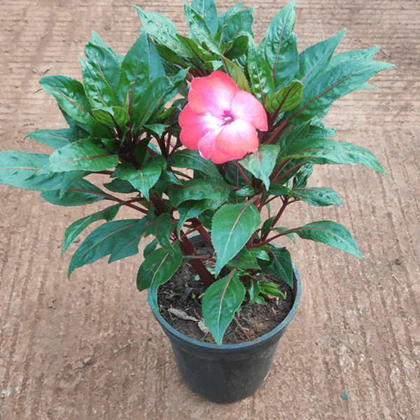 Urban Plants™ flowers bulbs 1 bulb Impatiens plant Impatiens plant-Urban Plants