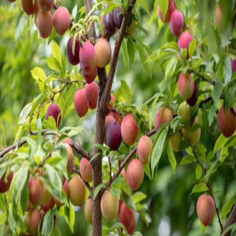 Urban Plants™ Fruit Plant Aloo Bukhara Fruit Plant (XL)-2.5 to 3 ft Aloo Bukhara Fruit Plant (XL)-2.5 to 3 ft-Urban Plants