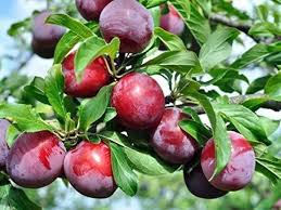 Urban Plants™ Fruit Plant Alu Bukhara Fruit Plant Alu Bukhara Fruit Plant-Urban Plants