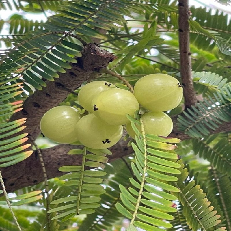 Urban Plants™ Fruit Plant Amla Fruit Plant (M)-2.5 to 3 ft Amla Fruit Plant (M)-2.5 to 3 ft-Urban Plants