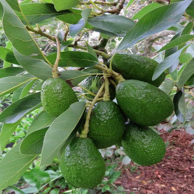 Urban Plants™ Fruit Plant Avocado Fruit Plant (XL)-2.5 to 3 ft Avocado Fruit Plant (XL)-2.5 to 3 ft-Urban Plants