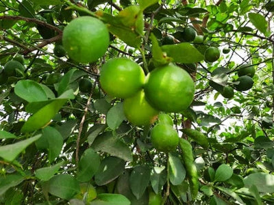 Urban Plants™ Fruit Plant Balaji Lemon Fruit Plant Balaji Lemon Fruit Plant-Urban Plants