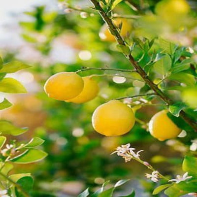 Urban Plants™ Fruit Plant Balaji Lemon Fruit Plant (M)-2.5 to 3 ft Balaji Lemon Fruit Plant (M)-2.5 to 3 ft-Urban Plants