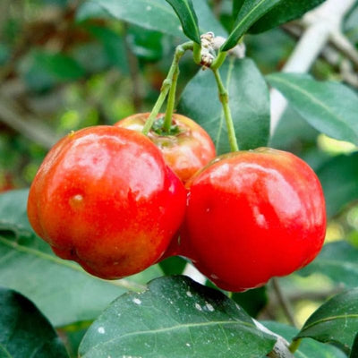 Urban Plants™ fruit plant Barbados Cherry large Plant Barbados Cherry large Plant-Urban Plants