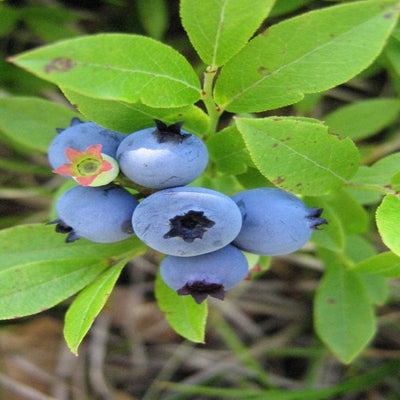 Urban Plants Fruit Plant Blueberry fruit plant Blueberry fruit plant-Urban Plants