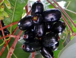 Urban Plants™ Fruit Plant Java Plum Fruit plant Java Plum Fruit plant-Urban Plants