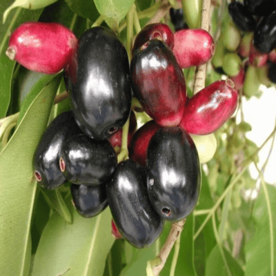 Urban Plants™ Fruit Plant Java Plum Fruit Plant (XL)-2.5 to 3 ft Java Plum Fruit Plant (XL)-2.5 to 3 ft-Urban Plants