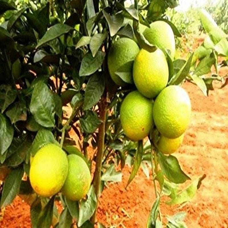 Urban Plants™ Fruit Plant Kanur Mosambi Fruit Plant (M)-2.5 to 3 ft Kanur Mosambi Fruit Plant (M)-2.5 to 3 ft-Urban Plants