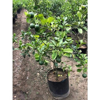 Urban Plants™ Fruit Plant KG Mosambi Fruit Plant Mini Mosambi Fruit Plant-Urban Plants