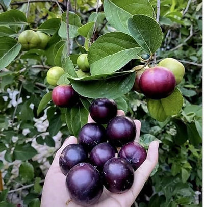 Urban Plants™ Fruit Plant manila cherry fruit plant manila cherry fruit plant