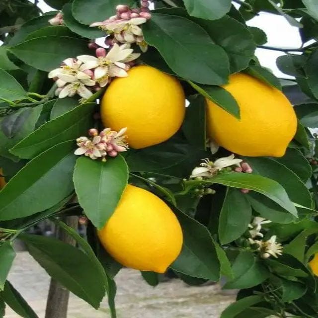 Urban Plants™ Fruit Plant Market Lemon Fruit Plant (M)-2.5 to 3 ft Market Lemon Fruit Plant (M)-2.5 to 3 ft-Urban Plants