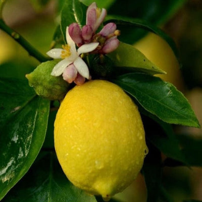 Urban Plants™ Fruit Plant Market Lemon Fruit Plant (M)-2.5 to 3 ft Market Lemon Fruit Plant (M)-2.5 to 3 ft-Urban Plants