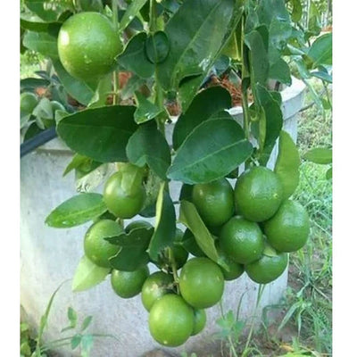 Urban Plants™ Fruit Plant Market Lemon Fruit Plant Market Lemon Fruit Plant-Urban Plants