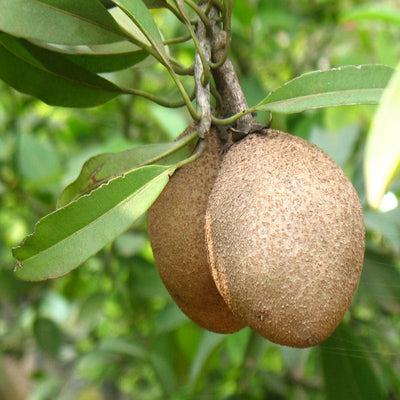 Urban Plants™ Fruit Plant Mud Apple Chikoo Fruit Plant (XL)-2.5 to 3 ft Mud Apple Chikoo Fruit Plant (XL)-2.5 to 3 ft-Urban Plants