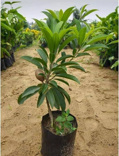 Urban Plants™ Fruit Plant Mud apple Chikoo Plant Mud apple Chikoo Plant