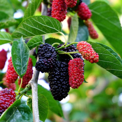 Urban Plants™ Fruit Plant Mulberry Fruit Plant (M)-2.5  to 3 ft Mulberry Fruit Plant (M)-2.5  to 3 ft-Urban Plants